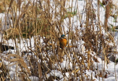 今年も撮りたい　雪景色