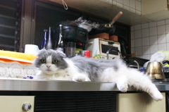 306 2 我が家のボス