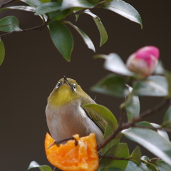 太ったかな？悩むﾒｼﾞﾛちゃん