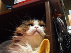 重くて～眠れない～♪