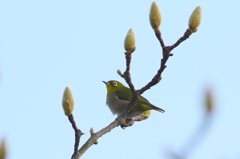 菩提樹の天辺