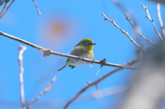 鉄棒の練習だ～～♪メジロ♪