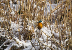 今年も撮りたい　雪景色（続）