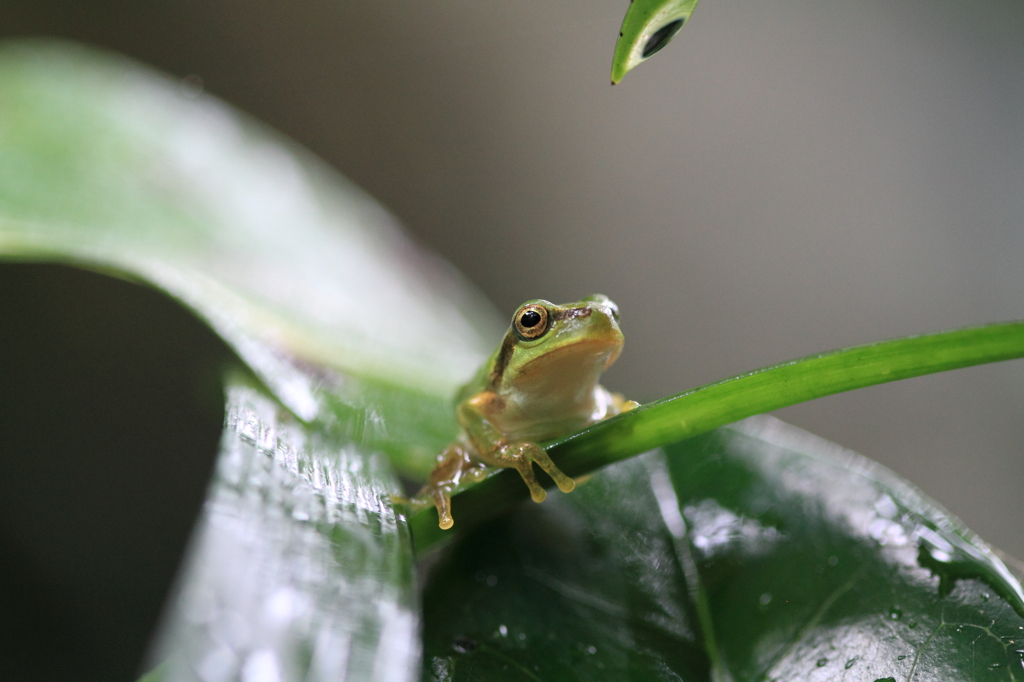 雨