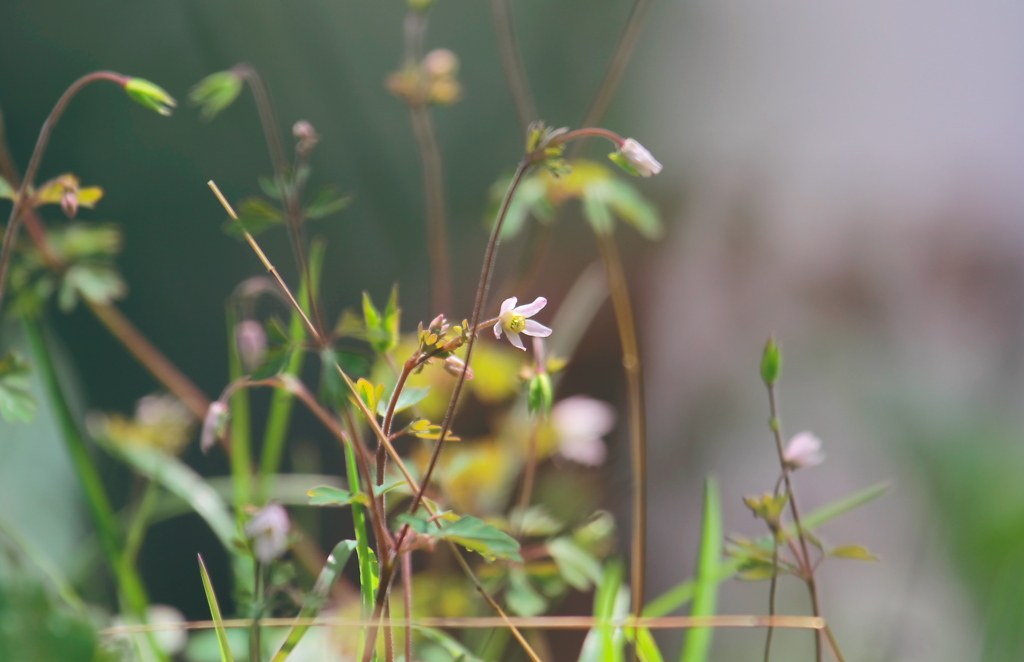 春の野草