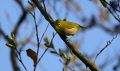 夕刻のメジロ君