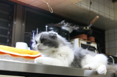 306我が家のボス