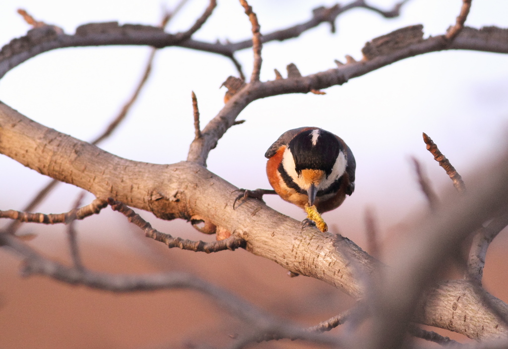 あら～～　虫を捕った