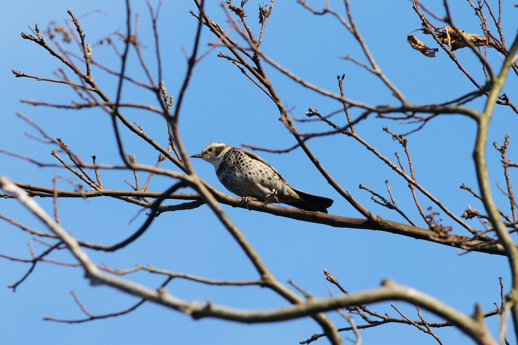 右足１本　筋トレ中？