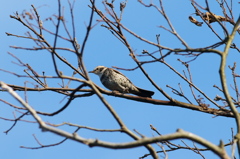右足１本　筋トレ中？