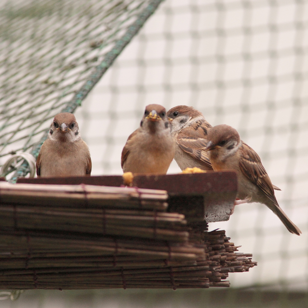 眼　私　負けそうです。