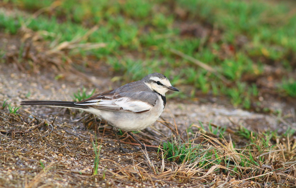 何か？用事でも？