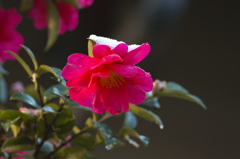 山茶花