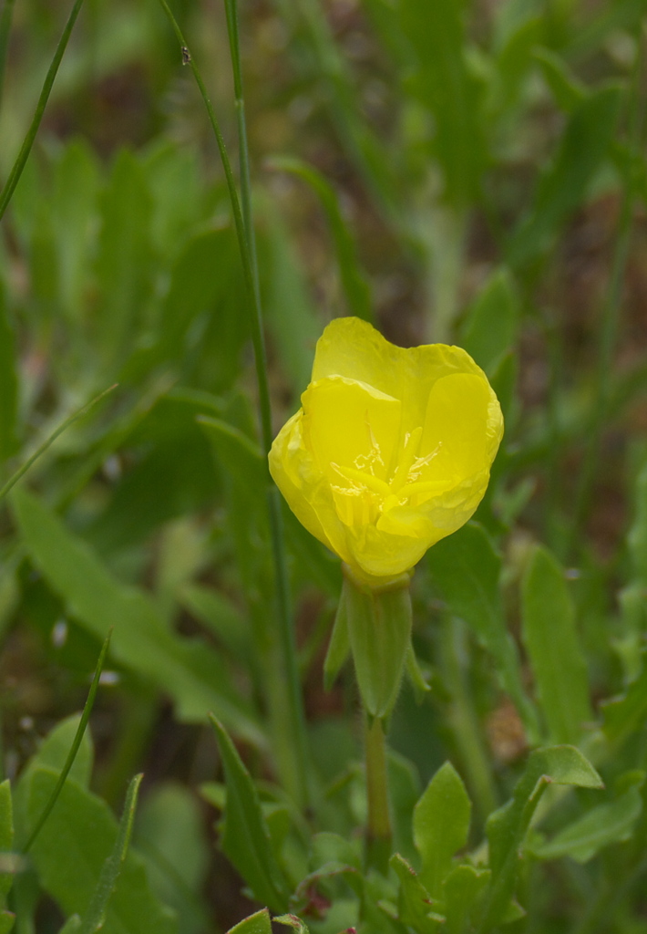 531野辺の花