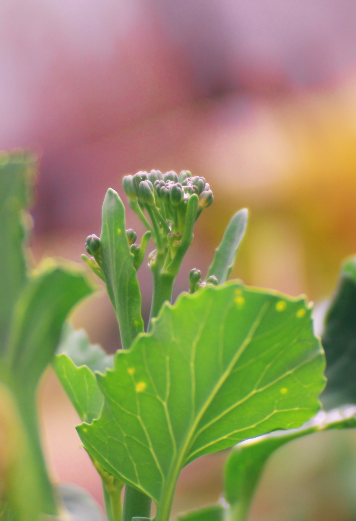春のｽﾃｨｯｸｾﾆｮ-ﾙ（ﾌﾞﾛｯｺﾘ-）