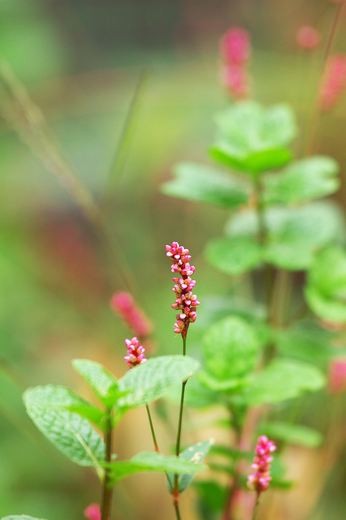 我が家の野草たち（2)