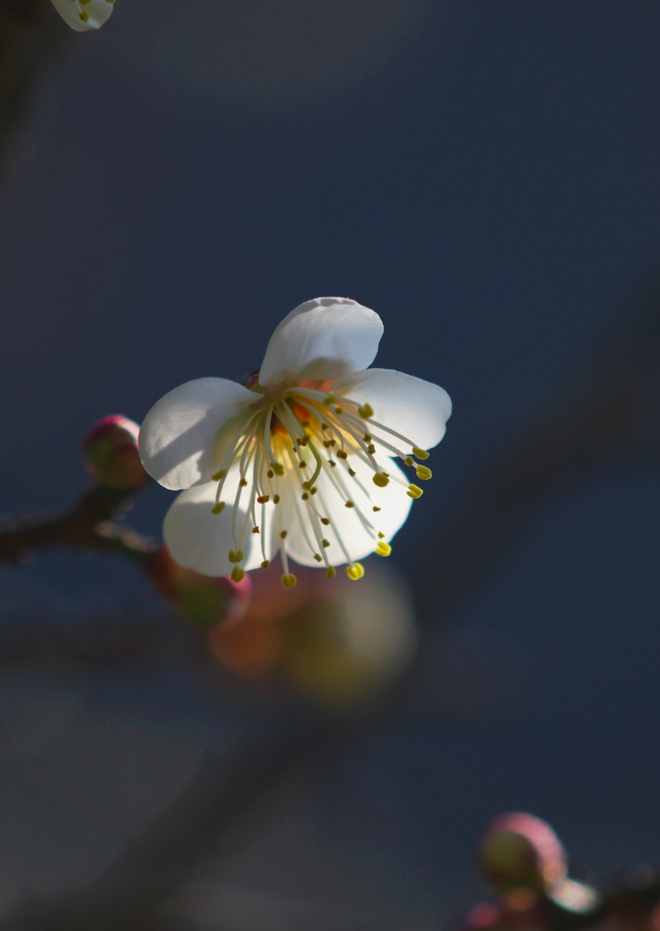 樹齢１００年以上　梅の花