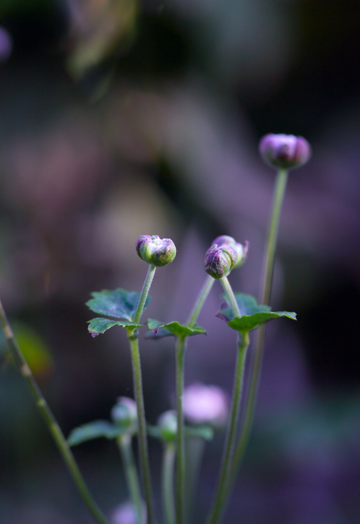 蕾（秋明菊　白）