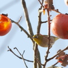 1227 mejiro 33
