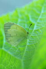 黄緑