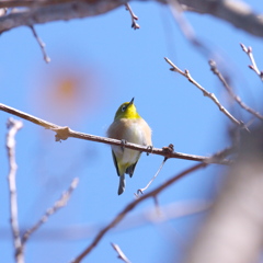 鉄棒の練習だ～(2)　♪メジロ♪