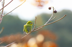 春待つﾒｼﾞﾛ