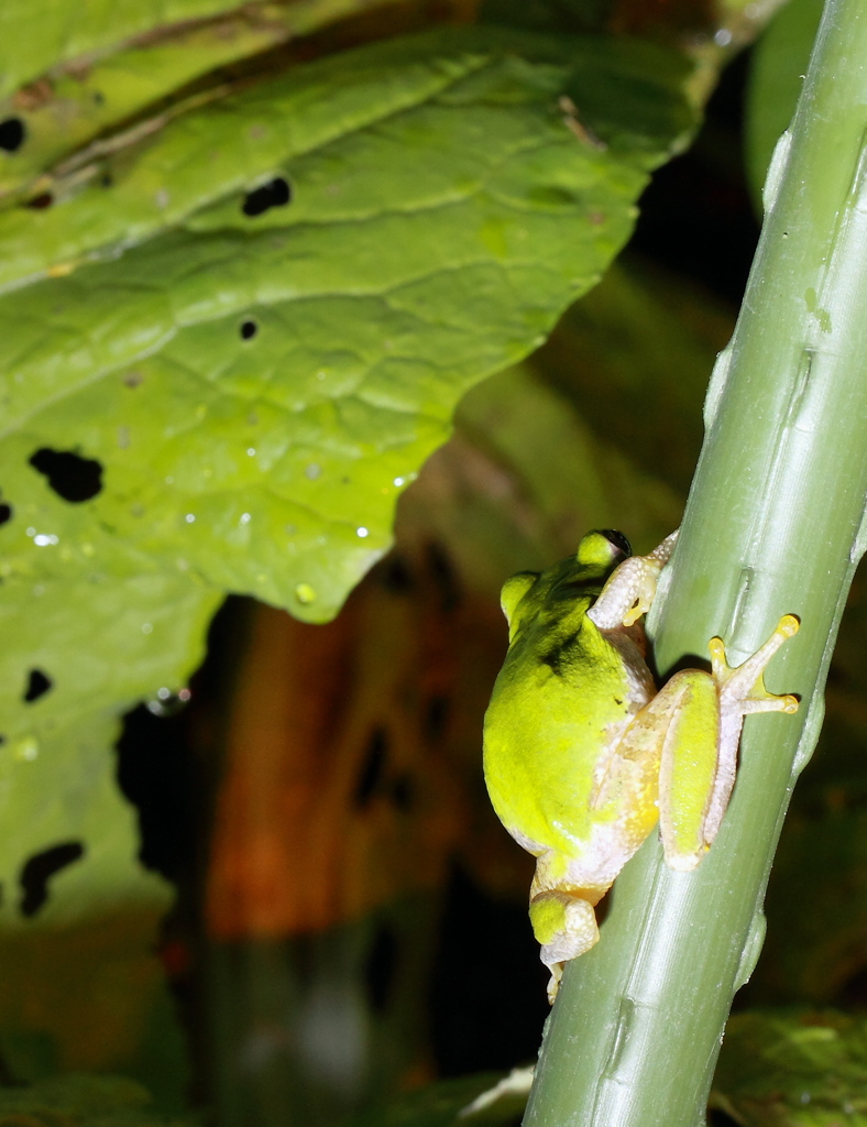 誰だ　野菜泥棒は？