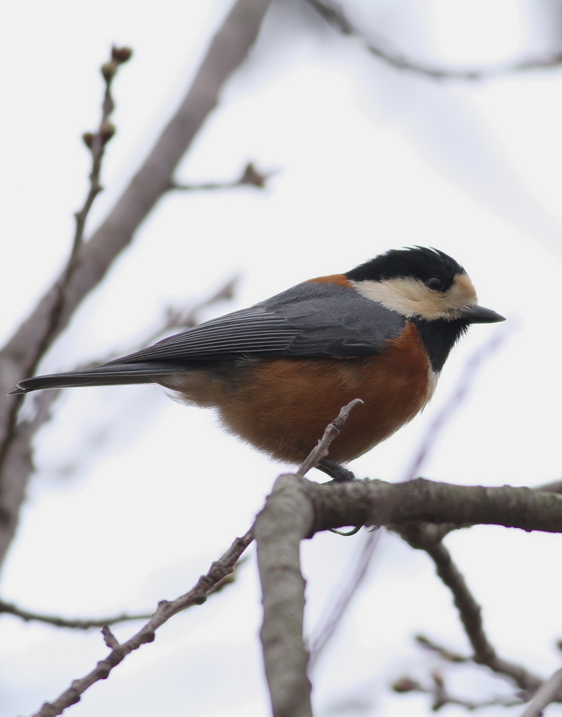 ヤマガラさん　待ってましたよ