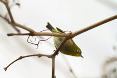 青い空とメジロが撮りたい