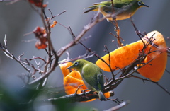 枯れもみじと蜜柑