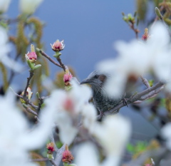 菩提樹の花