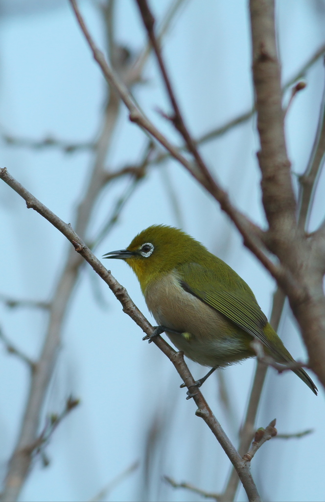 可愛いメジロ君