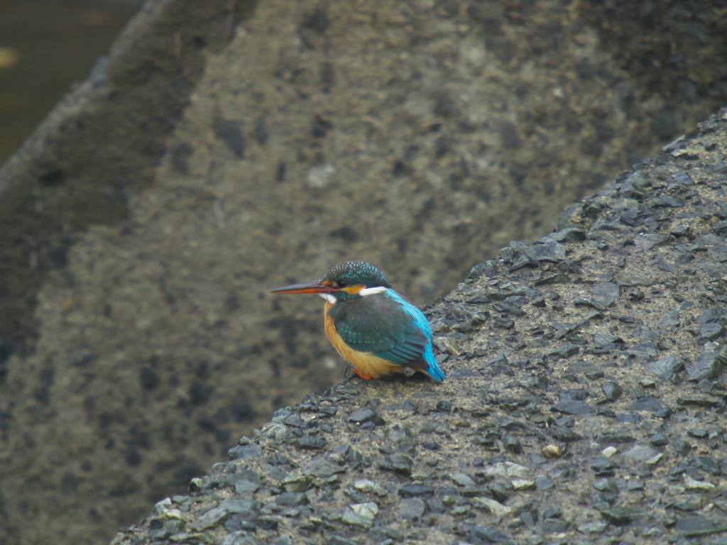雨の中で　カワセミちゃん