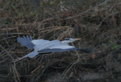 もう暗い　塒へ