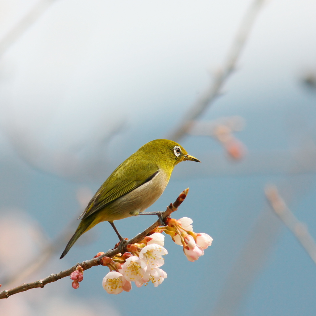 春～～♪