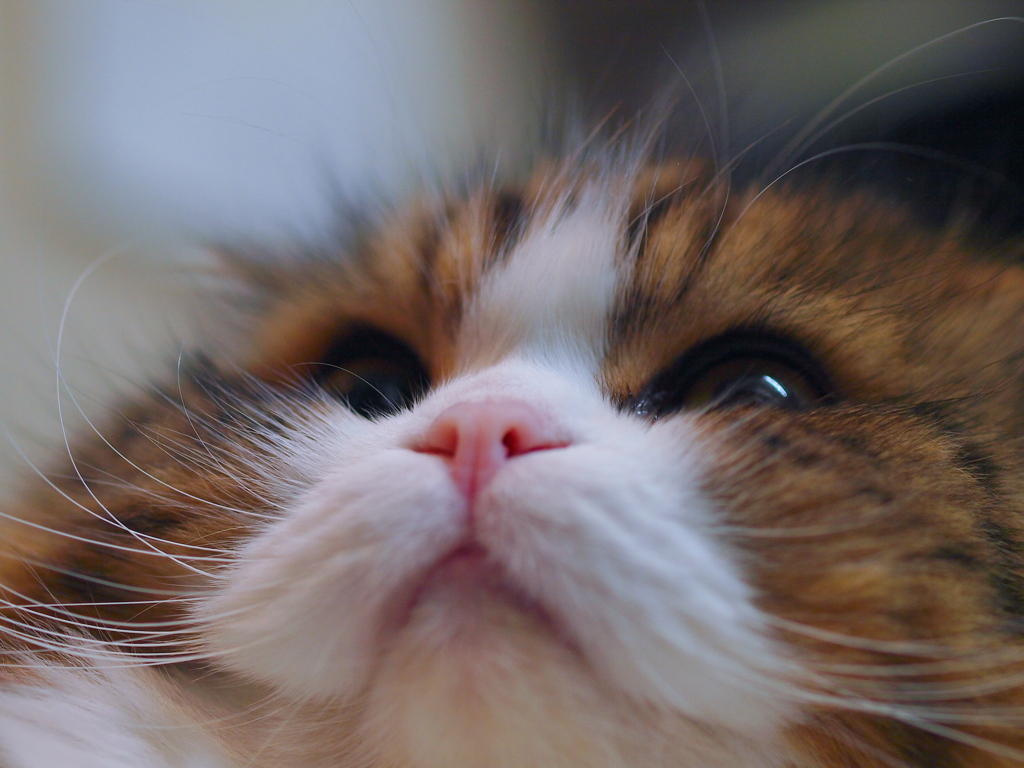 僕は泣かないぞ～～♪
