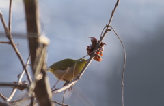 柿の実　虚しく凍結で