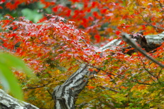 まぶしい紅葉