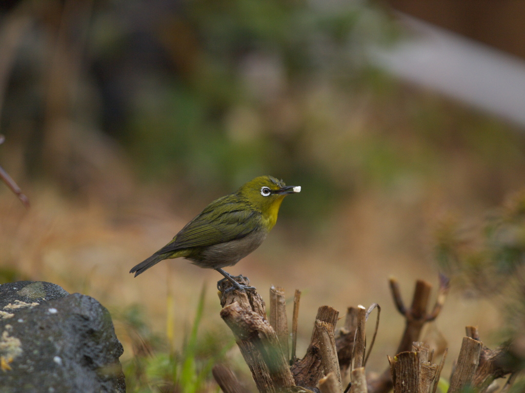 アジサイ茎のお立ち台