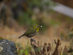 アジサイ茎のお立ち台