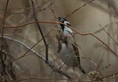 遭遇　スズメ　臨戦態勢