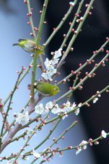 桜メジロ1