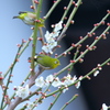 桜メジロ1