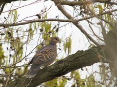 飛んできました。