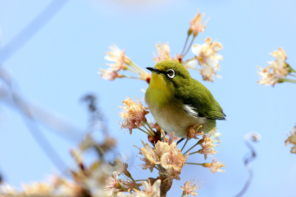急接近でご挨拶