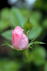 雨のﾐﾆﾊﾞﾗ