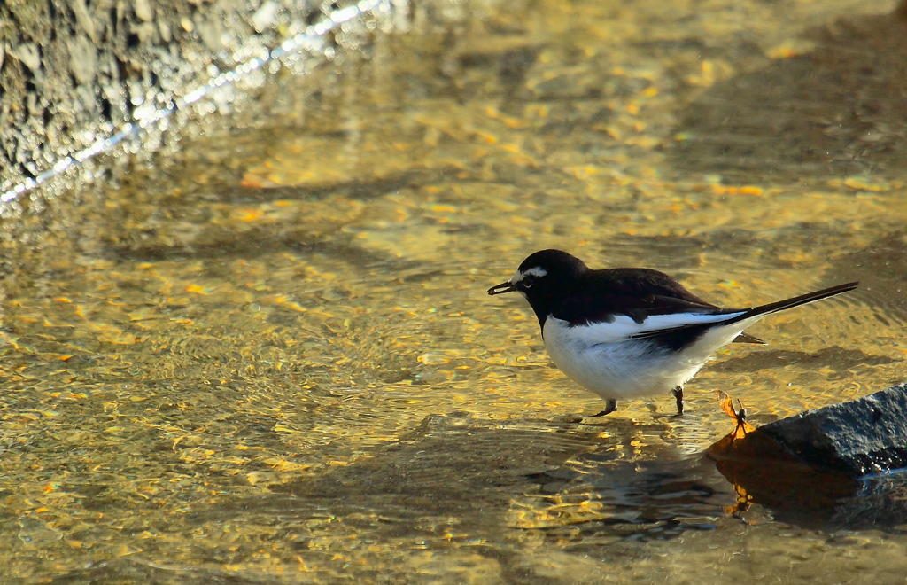 野鳥は元気です。