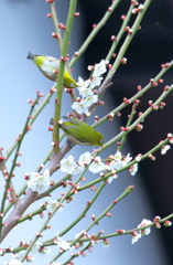桜メジロ2