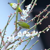 桜メジロ2