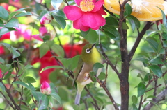 八朔は嫌いです～～